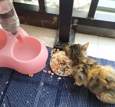 流浪小猫跑来家里乞讨,女孩喂养了两天后,把猫一脚踢到门口去