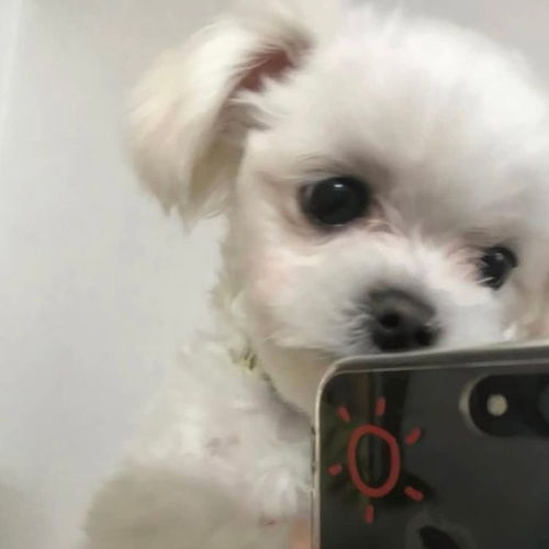 可爱狗狗自拍头像