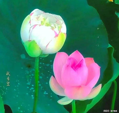 60岁以上中老年男女再婚搭伙还是领证一个个人视角的思考