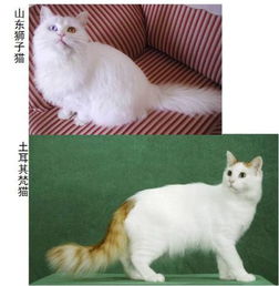 土耳其宠物梵猫在什么价位