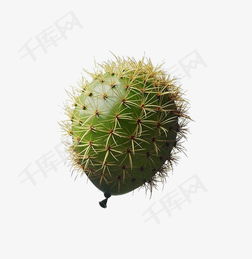 仙人掌头像女孩伤感阿司匹林