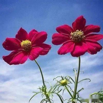 得了胆囊结石怎么办