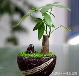 家庭绿植养些加湿植物,滋润整个冬天