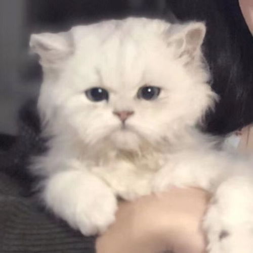 情头所有温柔眷恋都是对你灿若星辰的喜欢