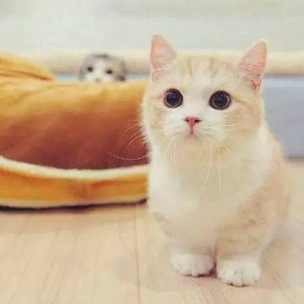 给猫一份正式编无伤大雅又能够顺带吸粉