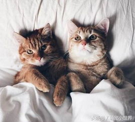 暖心女收养两只小浪猫,几个月后两只猫谁也分不开谁