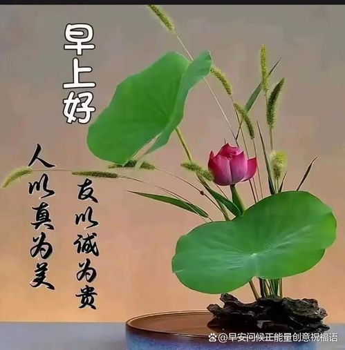 2024年8月27日清晨问好,精致早安图片呈献