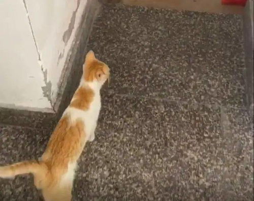 我喂养一年的流浪猫,给我介绍了个女朋友,千里姻缘一猫牵