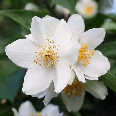 2023最新白色鲜花唯美图片