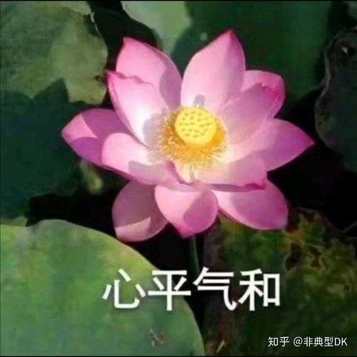 有哪些中老年女性适合的头像