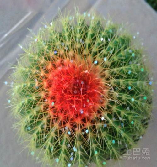 适应力极强的金虎仙人球图片