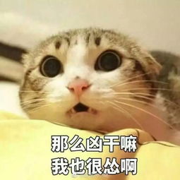 你有没有发现最近猫的表情包贼多