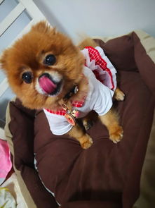 普陀山可以带狗狗进去吗小型犬,家里人一起去普陀山,不放心把狗狗放家里或者寄养