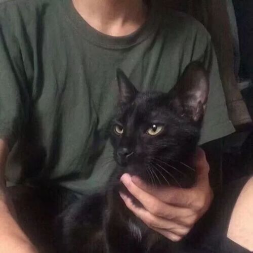 女头像是猫说明单身小家