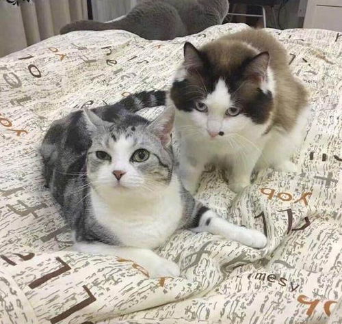 女子养了三只猫咪,结果其中两只拍拖了,蓝猫的表情瞬间亮了