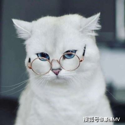2021萌宠猫狗微信头像图片很治愈的可爱萌宠头像