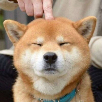 柴犬头像搞笑高清图片单身狗头像柴犬系列