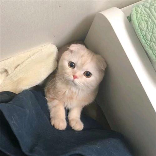 浪漫宠物猫可爱名字大全安静温和可爱点