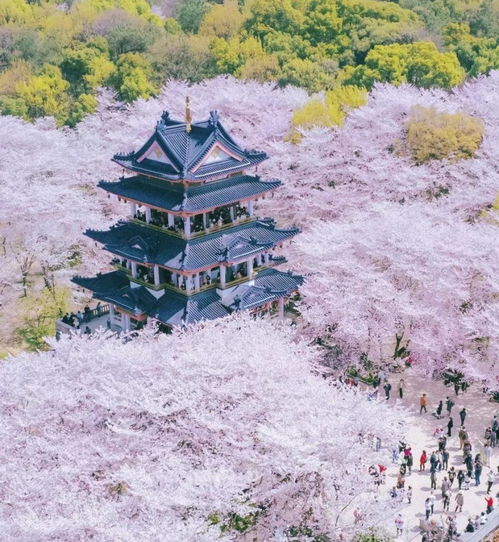 樱花少女头像背景图赏樱