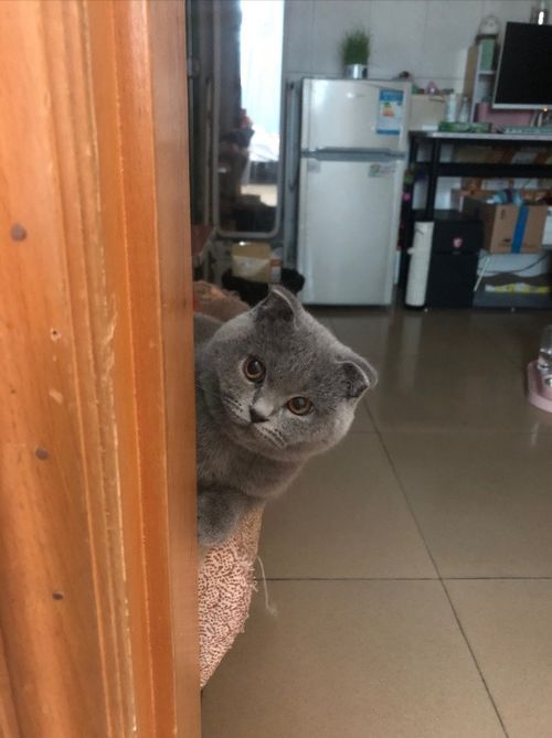 女孩花1500元买只折耳蓝猫,没养多久就想送养,原因令人吹嘘
