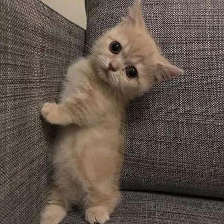 ins上的一只超级萌猫,赶紧来吸