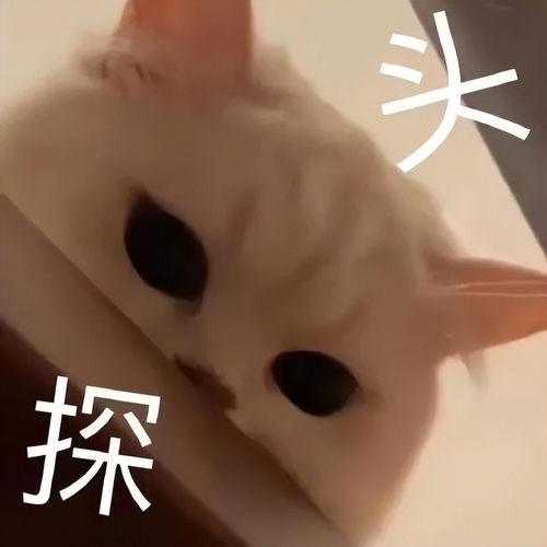 相差6岁的爱情不被看好可求婚后的生活又甜又尬,太上头了