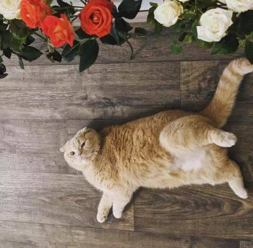 布偶猫折耳猫无毛猫等几种性情温顺的猫咪,你最喜欢哪种呢