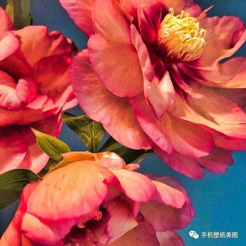 手捧鲜花的头像女头朋友圈