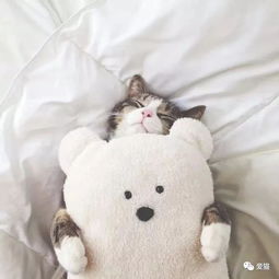 猫为什么喜欢和你睡觉真相是...