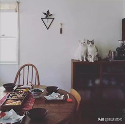 日本一不露脸女子将小资生活演绎成治愈系日式电视剧