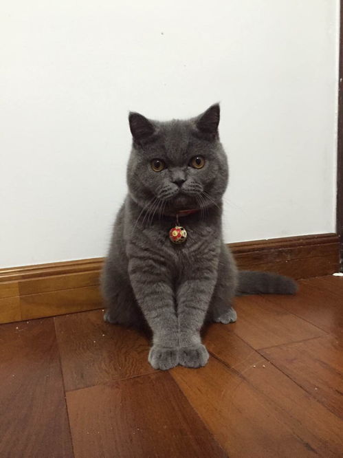 英短蓝猫弟弟找女友