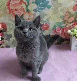 合川小猫