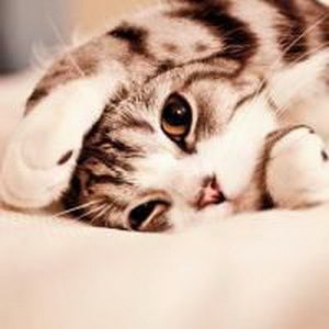 少女心爆棚的可爱猫咪微信头像15