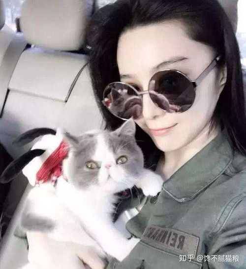8种最温柔的猫咪,范冰冰家排第一,体轻音柔易推倒