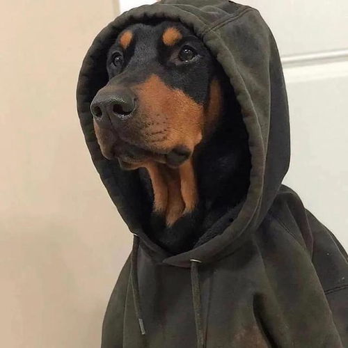 这组头像太可了