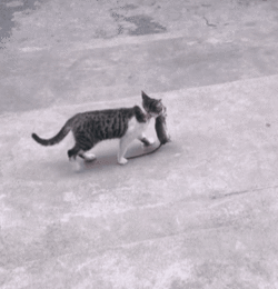 一个女生在喂猫头像猫咪