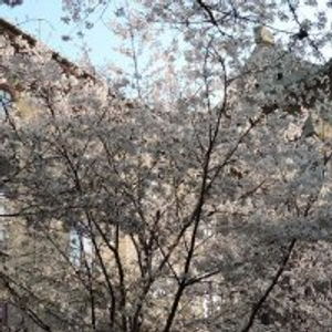 武大声明校园樱花开放期间严禁外来人员车辆违规入校