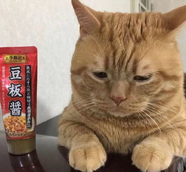 日本第一吸金牛郎,歌舞伎町王者,教你优雅开车