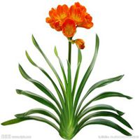 用君子兰花做头像微信头像图片大全