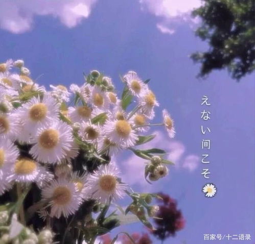 三观很正且温柔的文案,句句走心,惊艳到你的句子