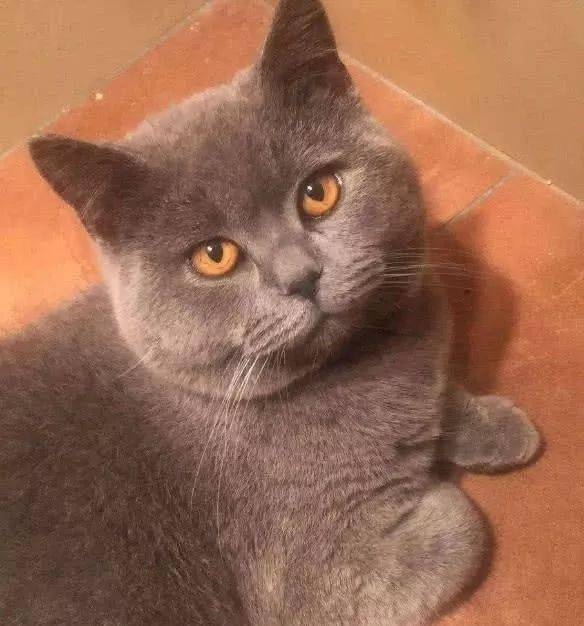 女孩为蓝猫吹干毛发,吹风机吹到肚子的时候,猫咪的反应让人笑喷