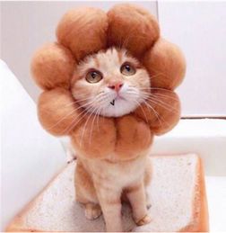 辟谣猫有九条命,不怕从高处坠落其实我们也怕