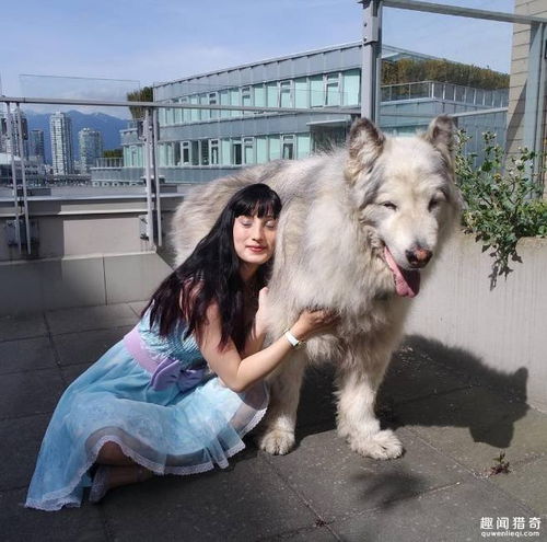 主人喜欢cosplay这只阿拉斯加萌出天际