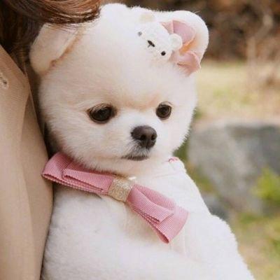 宠物狗叫什么名字好听好记又顺口可爱点