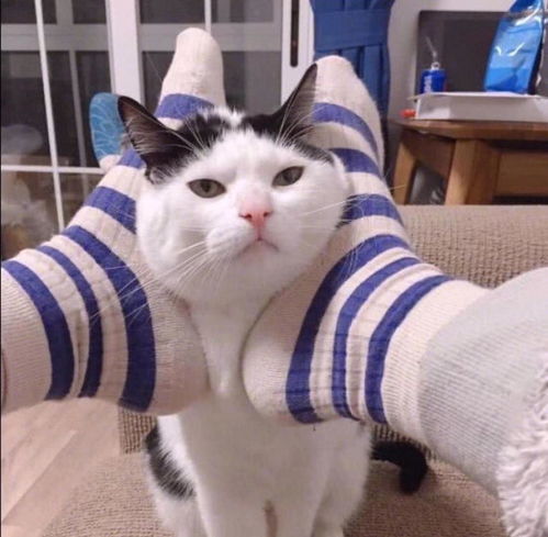 高清可爱猫猫情侣头像