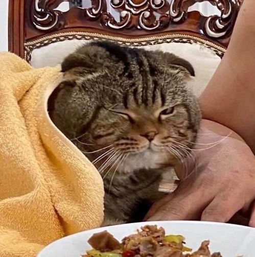 女子控诉猫咪每天与老公亲热,网友表示日防夜防家猫难防