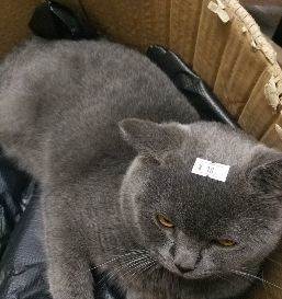 中山宠物猫配种