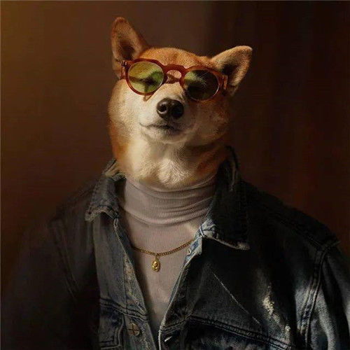 美国4岁柴犬月入10万,因颜值高代言名牌,真狗界钻石王老五