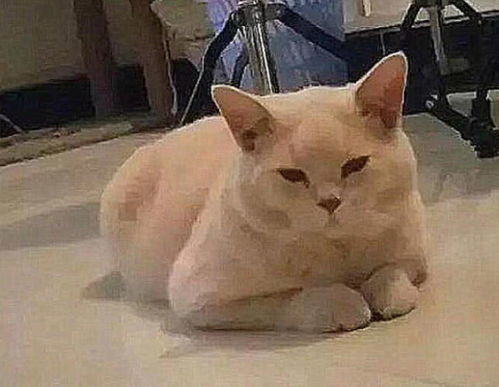 女孩2千买蓝猫半年褪色,怒找店主理论,对方这下亏大了