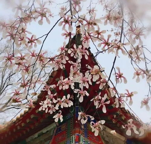 美过武大樱花西安这些高校的免费花海火了有你的母校吗